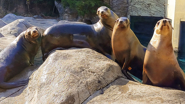 Four California sea lions looking at the camera Four California sea lions looking at the camera