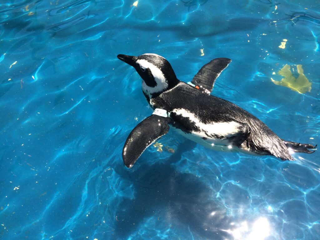 One-Legged Penguin Speezy Swimming