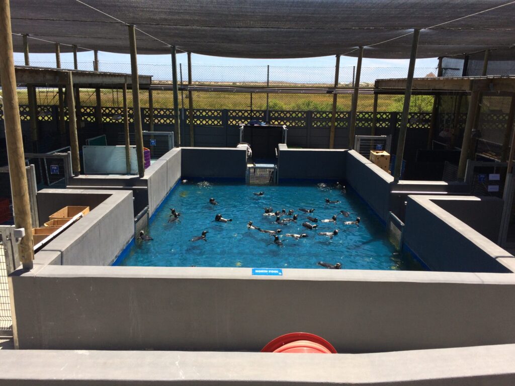 SANCCOB Pool (One of Two)