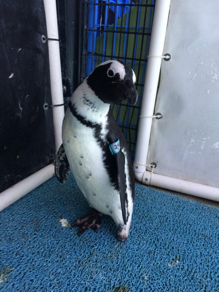 Speezy had come to SANCCOB three months earlier emaciated and suffering from a bad foot injury.