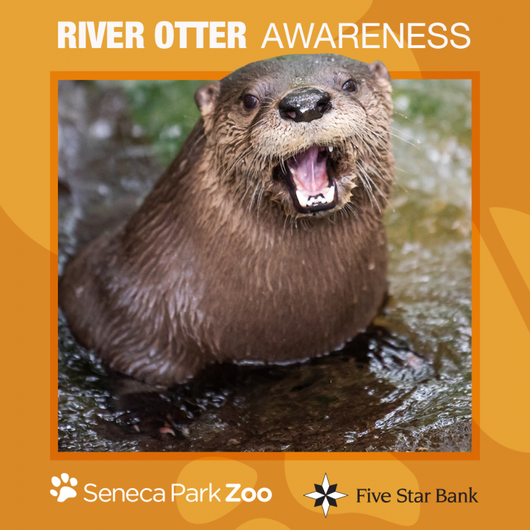 1080x1080_Template_SPZ_AW_RO_052022-e1656689759611