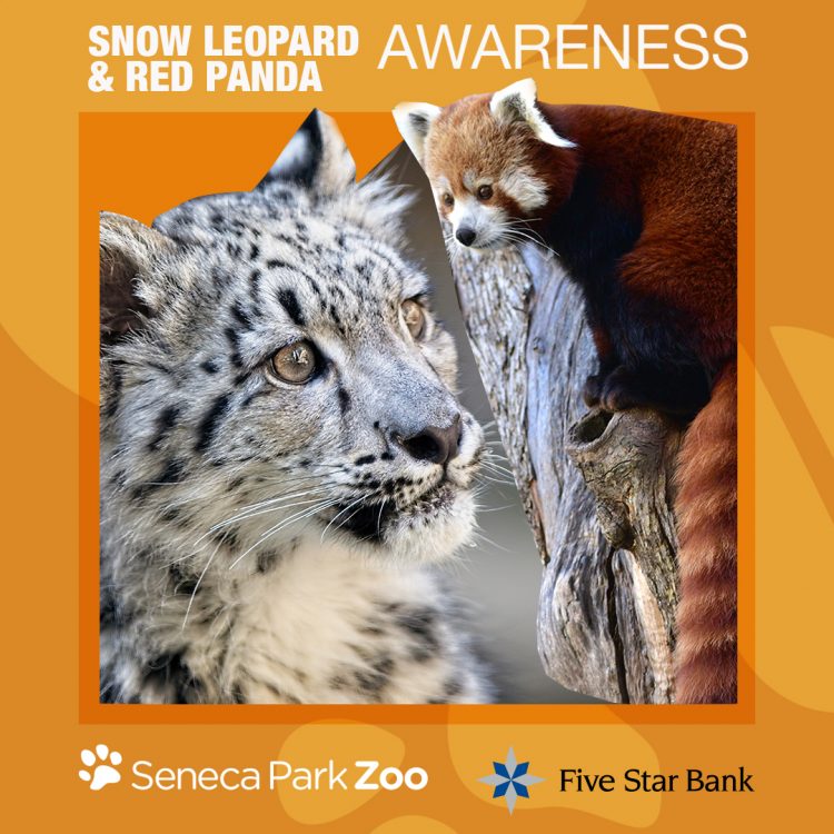 1080x1080_Template_SPZ_SLRP_070722-e1658341997385