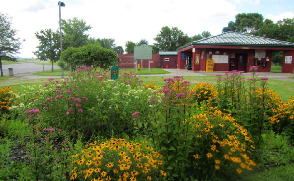 Pollinator habitat along I390