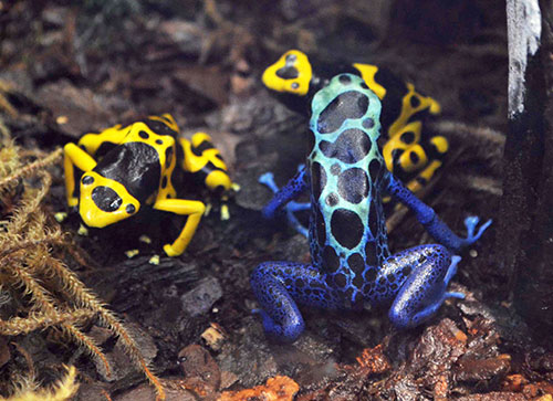 Poison dart frogs
