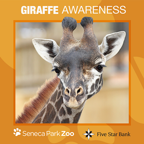giraffe-awareness-logo-500