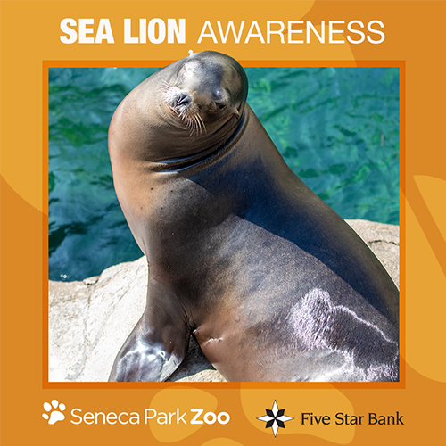 sea-lion-awareness-logo-500