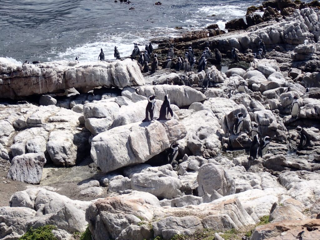 Penguin-Colony-scaled