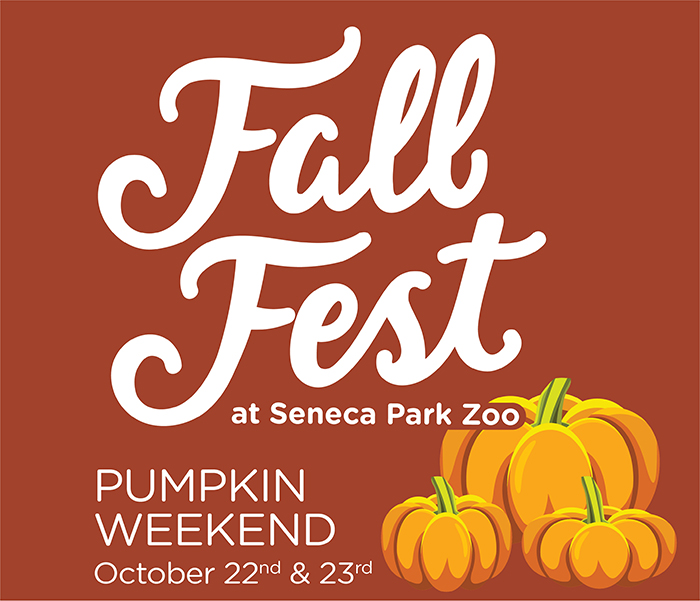 fall-fest-pumpkin-small
