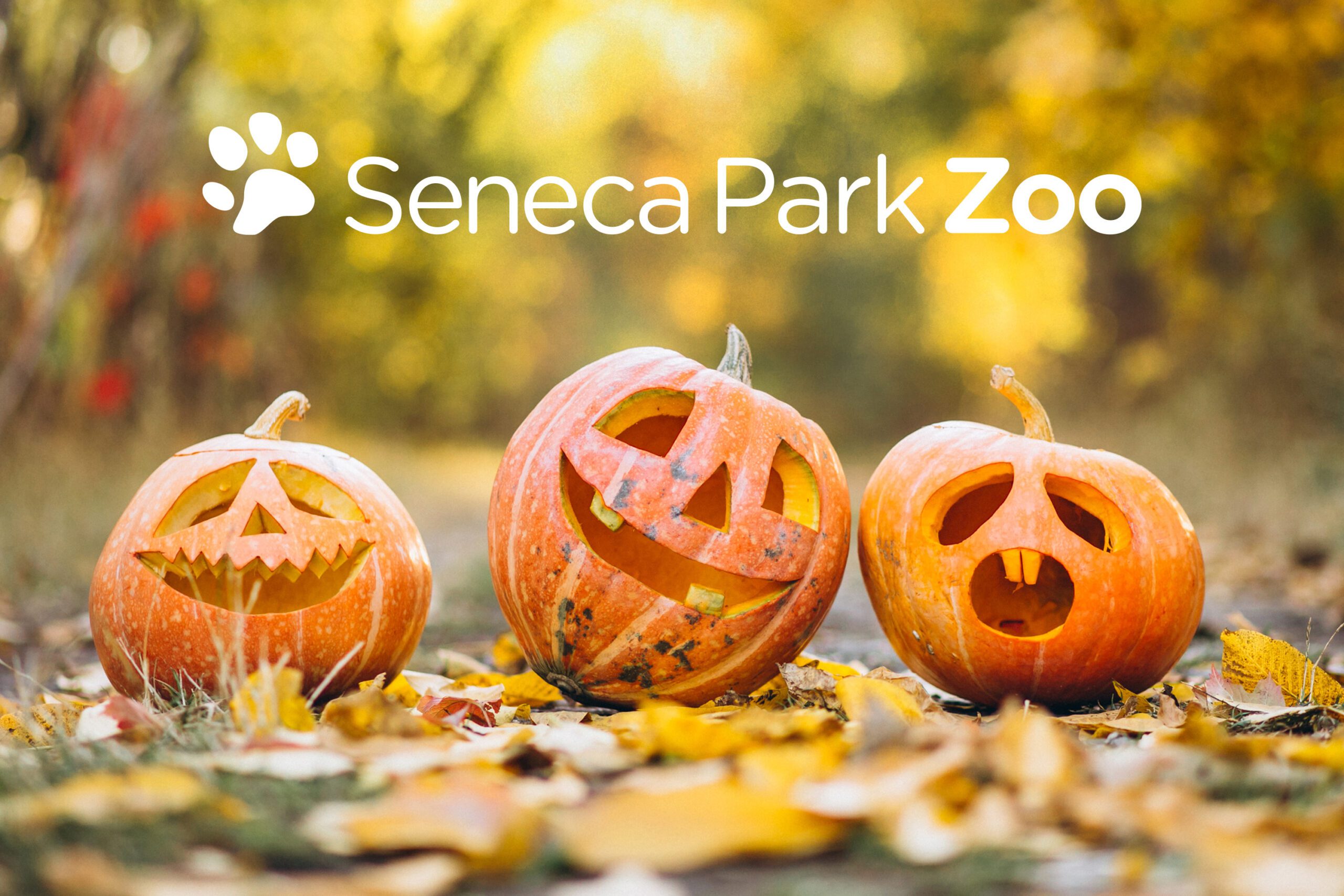 pumpkincarving_SPZ (2)