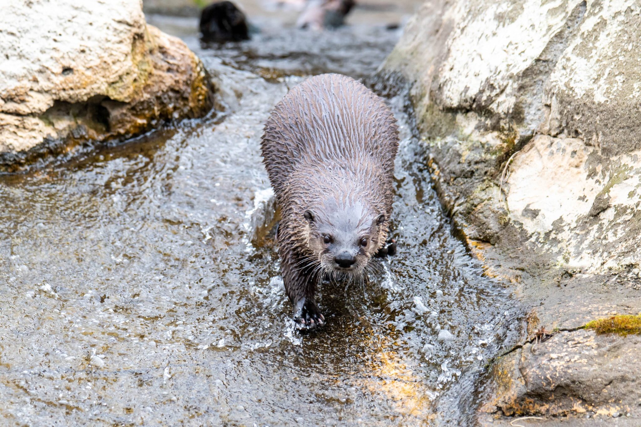 Kenny KriegerDSC_4190_Otter (3)