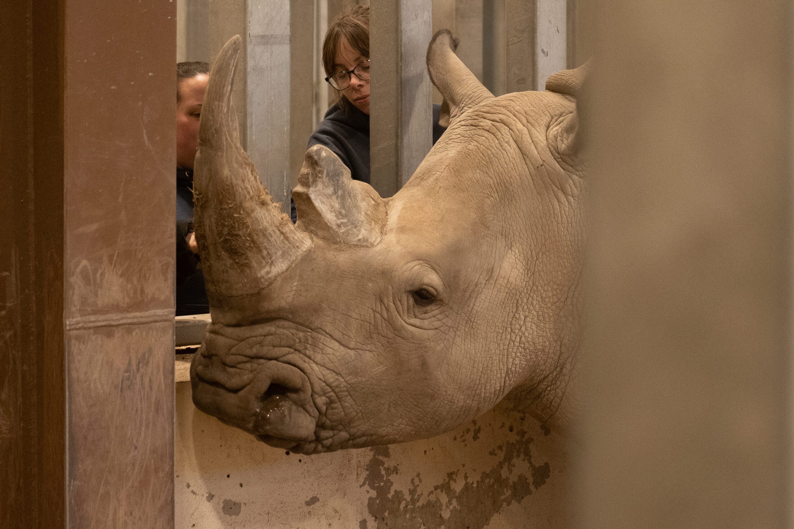 rhino and people