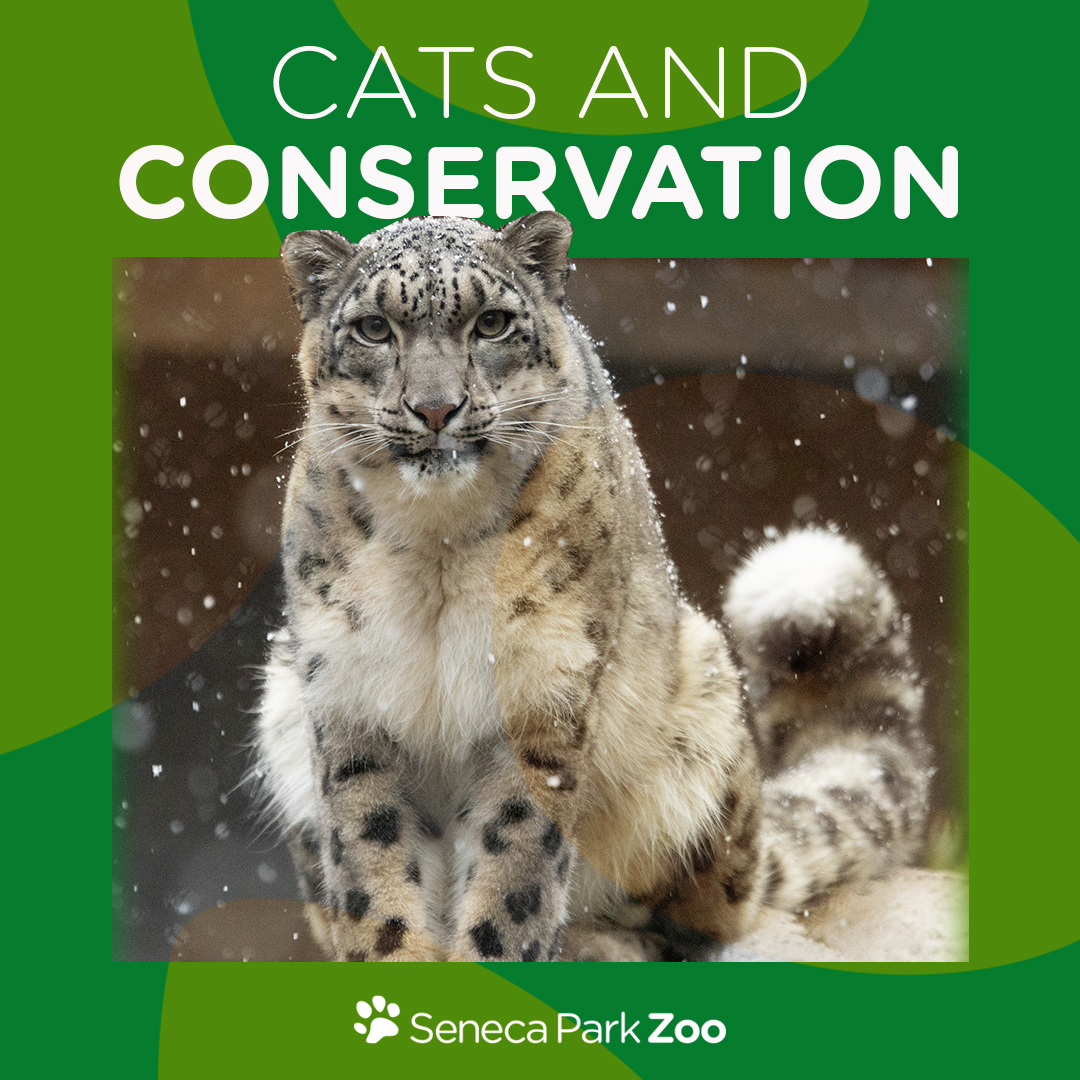 Cats & Conservation Week graphic