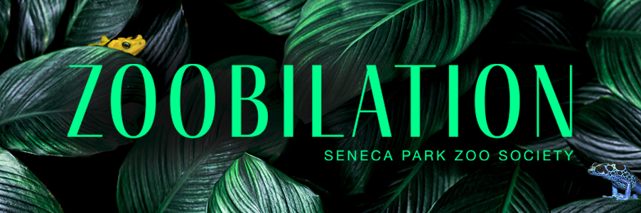 Zoobilation_emailheader_2023_Junglesurprise_4R-3