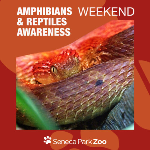 1080x1080_SPZ_AmphibiansandReptiles