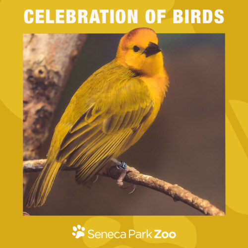 1080x1080_SPZ_CelebrationofBirds