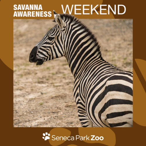 1080x1080_SPZ_SavannaAwareness