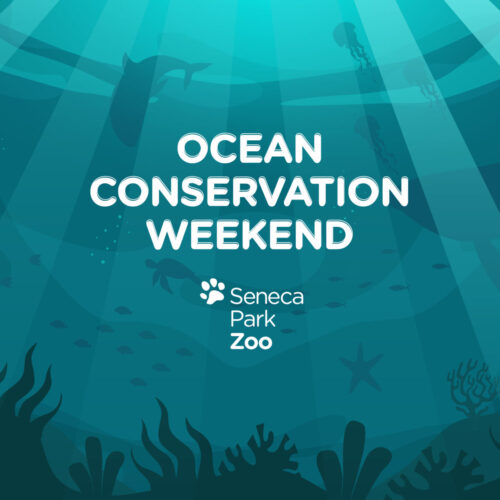OceanWeekendSPZ_2023