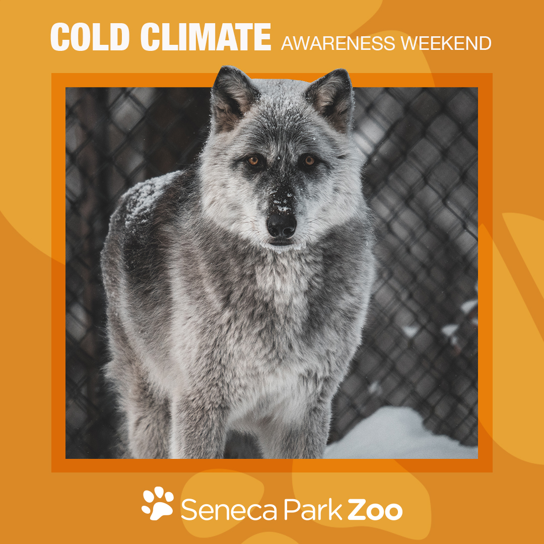 Cold Climate Weekend 1080x1080_Template_SPZ_AW_CC (1)