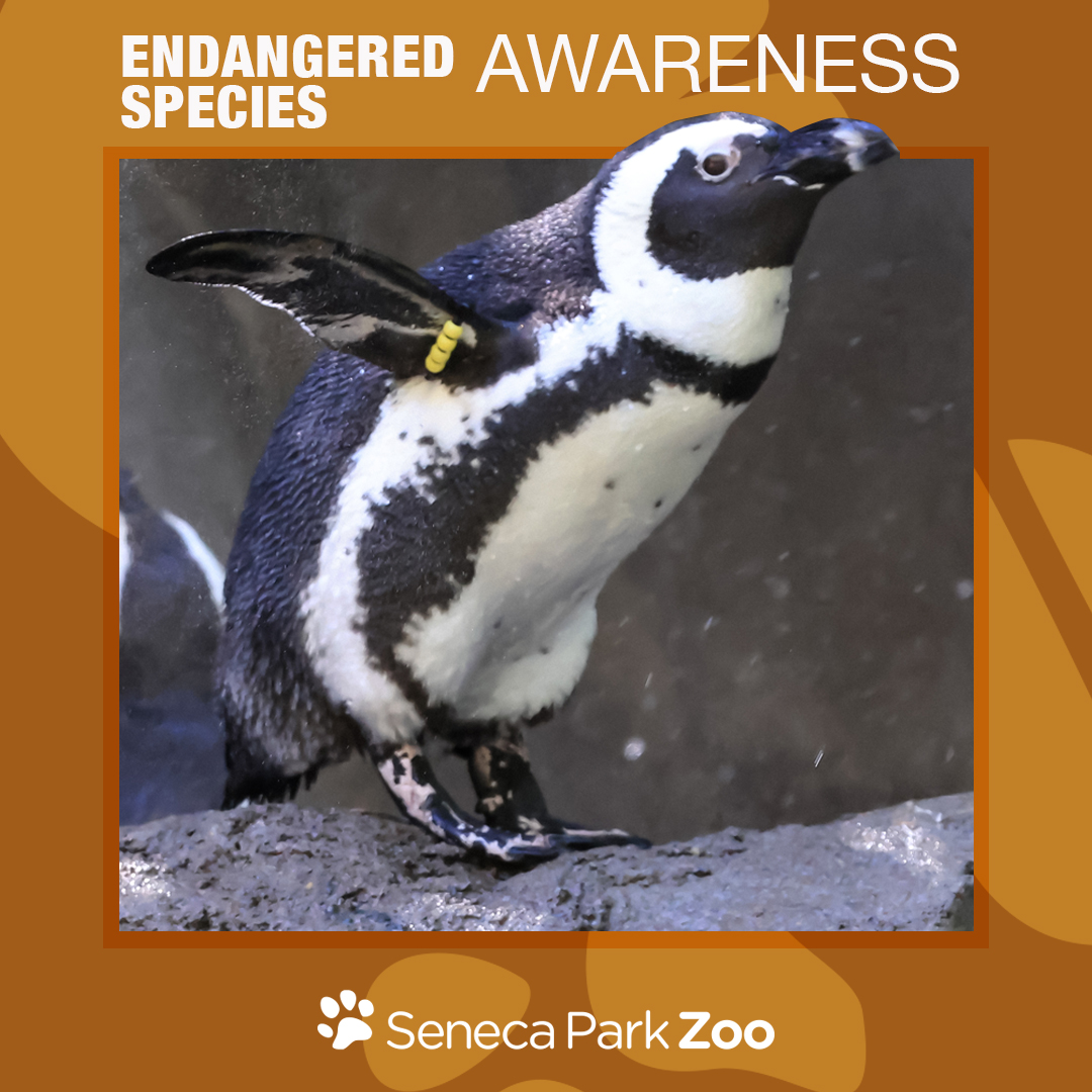 1080x1080_SPZ_EndangedSpecies_2024_2