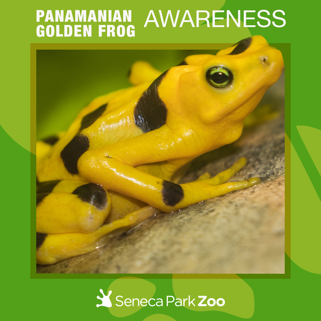 1080x1080_SPZ_PanamanianGoldenFrog_1