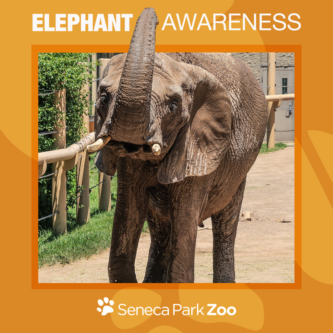 1080x1080_Template_SPZ_Elephant