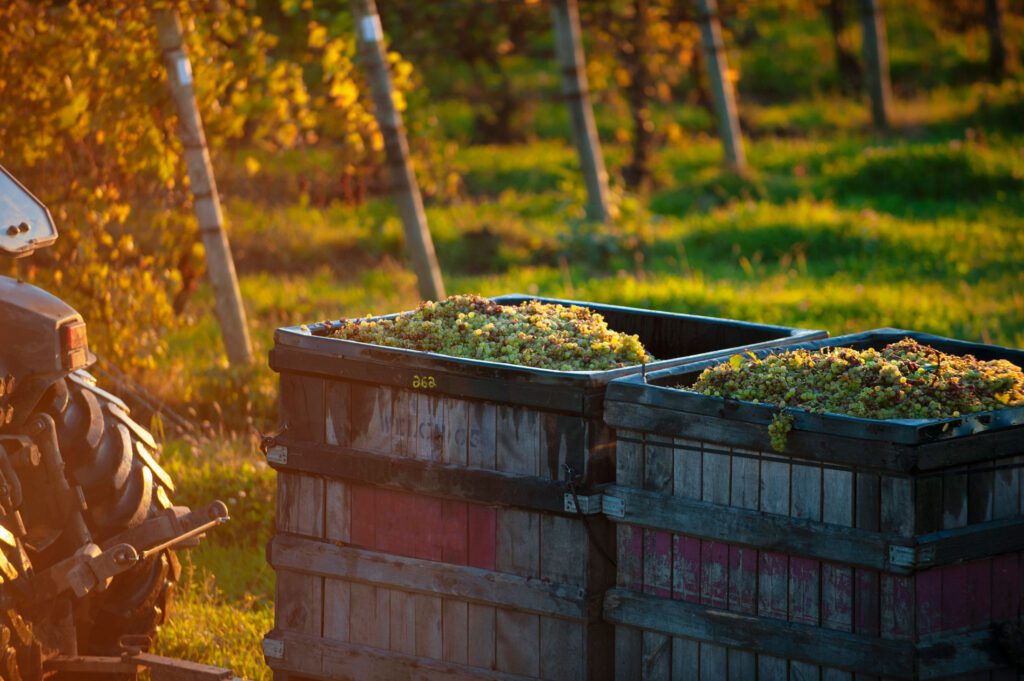 close-up-bins-full-of-riesling-on-bak-of-tractor-1