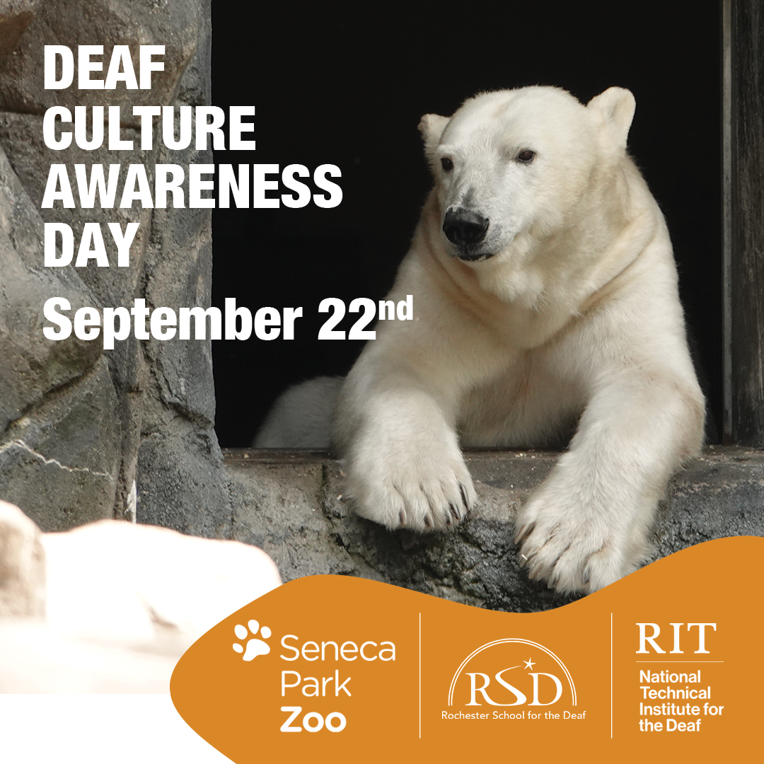 1080x1080_NTID_polarbear_2023_3