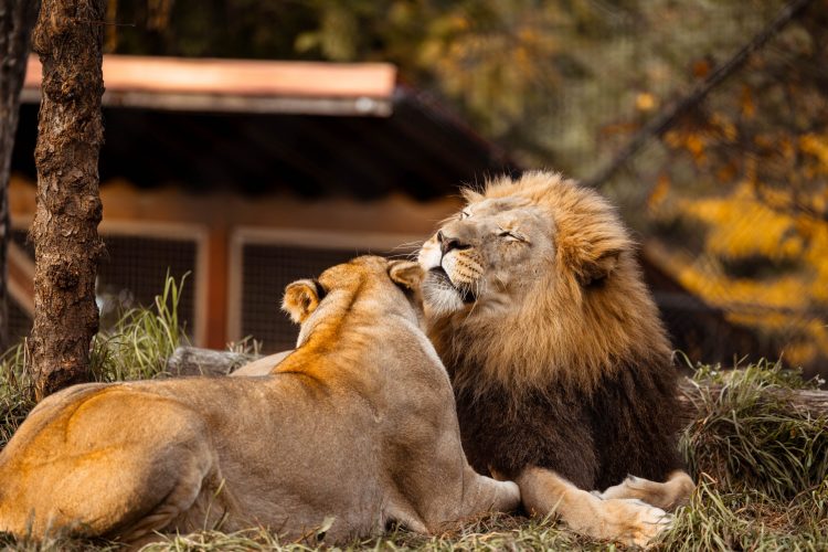 Apples, Ales and Tails 2023