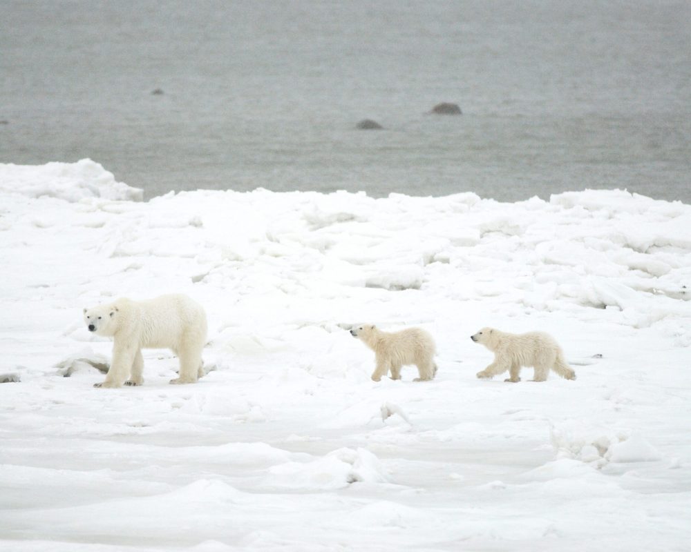 BJ-Kirschhoffer-B0020848 BJ-Kirschhoffer-B0020848