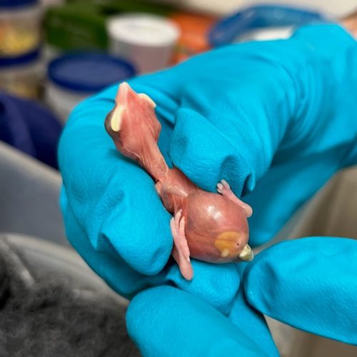 Buffalo Weaver chick – Day 1 – John Adamski (blank) Day 1 - Note the yolk sac (and first fecal sac).