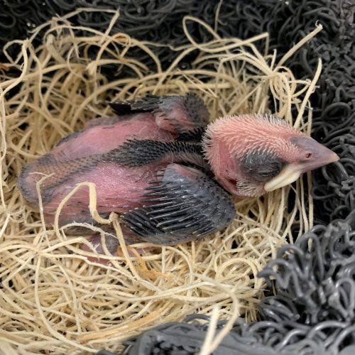 Buffalo Weaver chick – Day 10 – John Adamski (blank) Day 10 - Yellow tail feathers coming in. Eyes are starting to open. Maxilla (top side of beak) darkening.