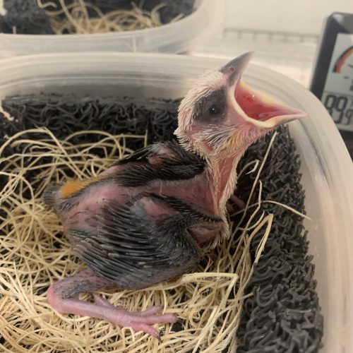 Buffalo Weaver chick – Day 12 – John Adamski (blank) Day 12 - Starting to stand! Eyes open and aware.