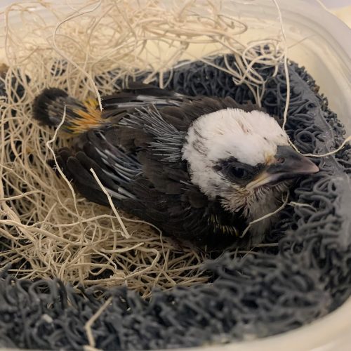 Buffalo Weaver chick – Day 17 – John Adamski (blank) Day 17 - Approaching fledge date.