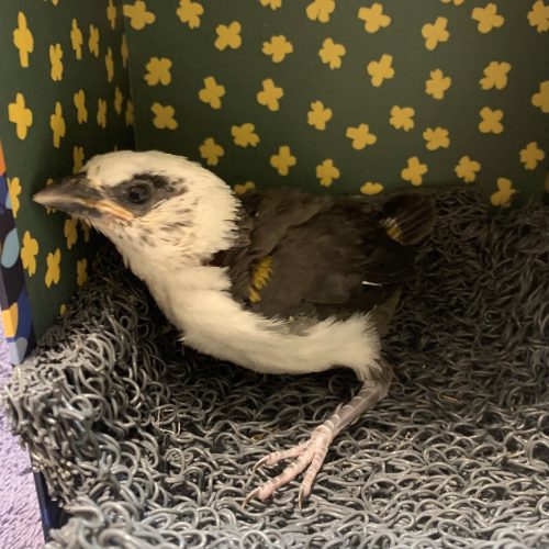 Buffalo Weaver chick – Day 19 – John Adamski (blank) Day 19 - Fledge day!