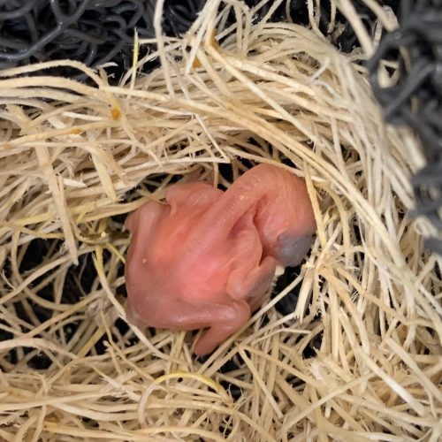 Buffalo Weaver chick – Day 2 – John Adamski (blank) Day 2 - Sleepy chick with very little strength.