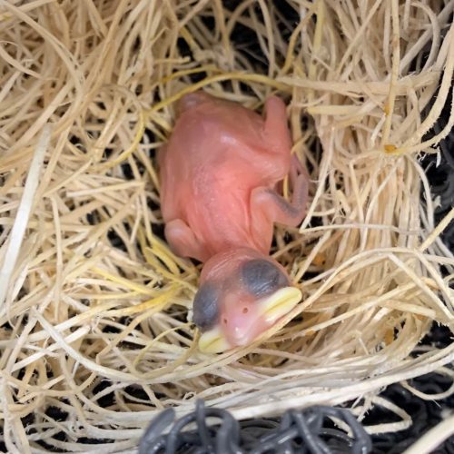 Buffalo Weaver chick – Day 3 – John Adamski (blank) Day 3 - Note egg tooth at the tip of beak. This will start to disappear from this day forward.