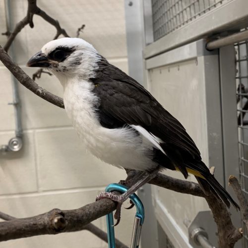 Buffalo Weaver chick – Day 30 – John Adamski (blank) Day 30 - November 29, 2022 - a real weaver bird!
