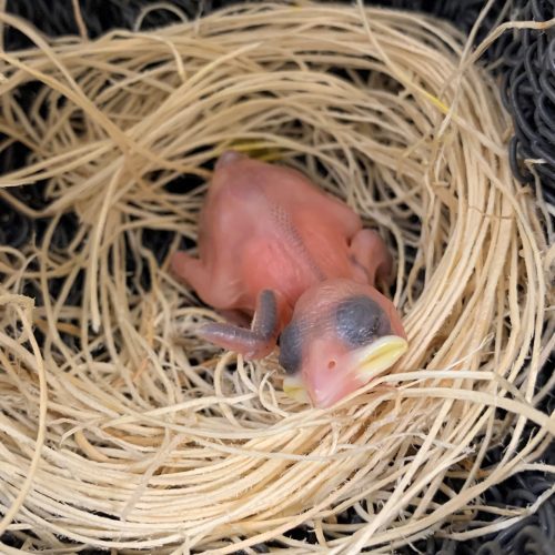 Buffalo Weaver chick – Day 4 – John Adamski (blank) Day 4 - Pin feathers popping out along spine.