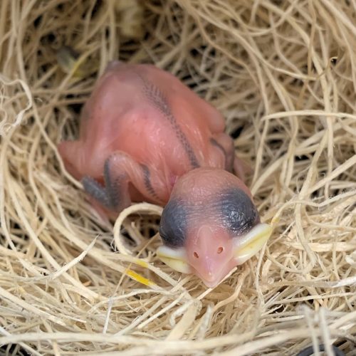 Buffalo Weaver chick – Day 5 – John Adamski (blank) Day 5 - Eyes are just starting to open here. Pin feathers protruding from wings.
