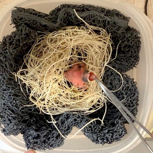 Buffalo Weaver chick – November 2022 – John Adamski 3 Buffalo Weaver chick - November 2022 - John Adamski 3