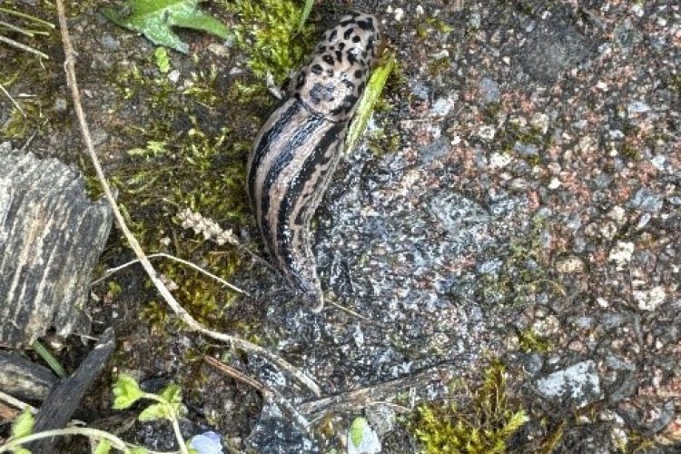 Leopard Slug