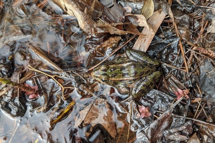 Northern Leopard Frog