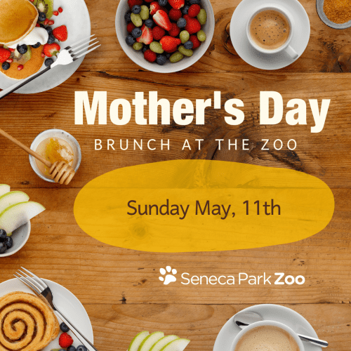 SPZ Happy Mother’s Day – Instagram Post SPZ Happy Mother's Day - Instagram Post
