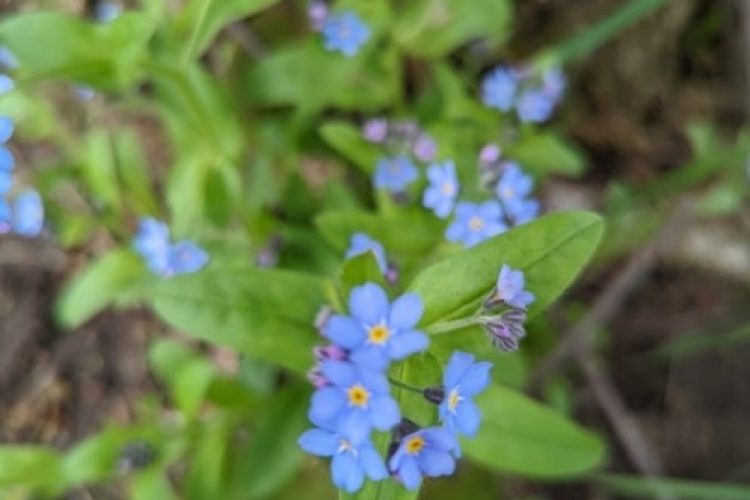 Wood Forget-Me-Not