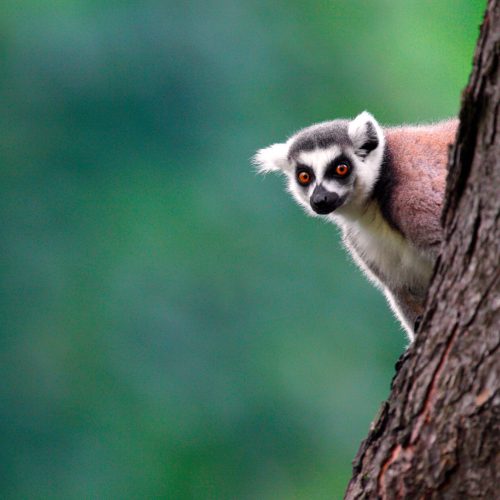 Single,Lemur,Katta,-,Ring-tailed,Lemur,In,Zoological,Garden Single,Lemur,Katta,-,Ring-tailed,Lemur,In,Zoological,Garden